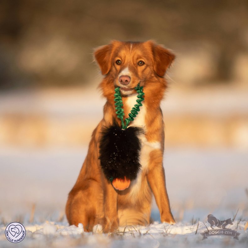 Bungee Pocket Sheepskin Tug med Chuckit